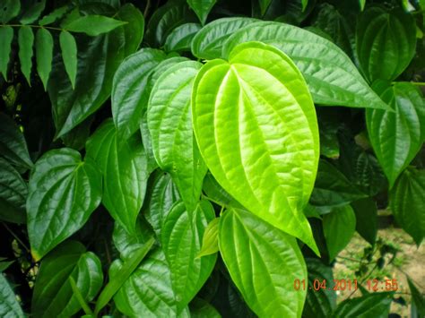 30+ Ide Gambar Sketsa Daun Sirih Bermotif Sederhana - Tea ...