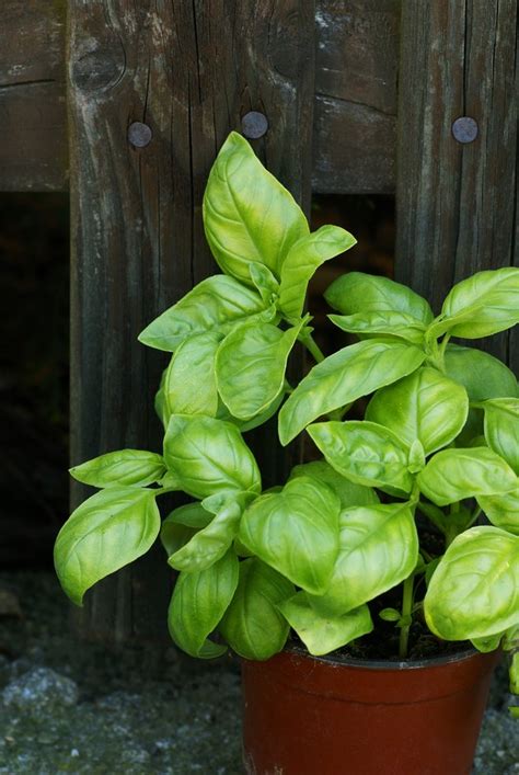 Spray all over the basil leaves on the top and bottom. What Is Eating the Leaves of My Basil Plants? | Hunker