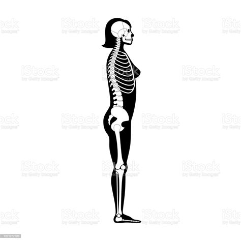 Woman Skeleton Anatomy Stock Illustration Download Image Now