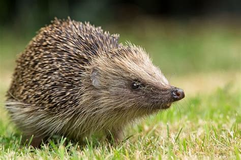Uni Of Northampton Is Awarded Silver Certificate Hedgehog Friendly