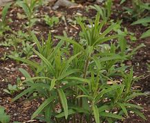 Image result for weed