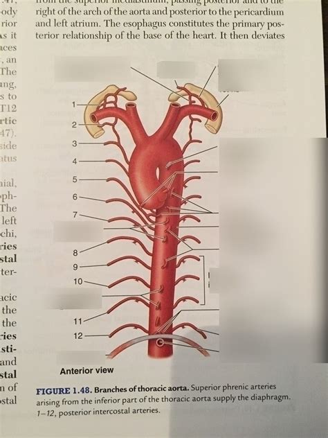 Branches Of Thoracic Aorta Diagram Quizlet