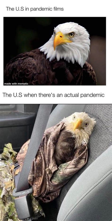 Poor Bald Eagle Memes Really Funny Memes Crazy Funny Memes Funny