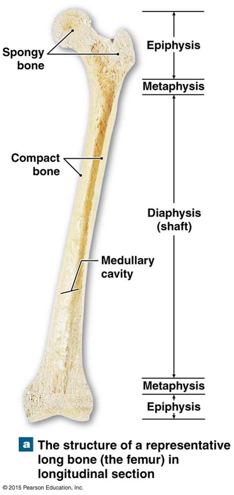 A Longitudinal Section Of A Femur Bone Showing Long Bone Structure