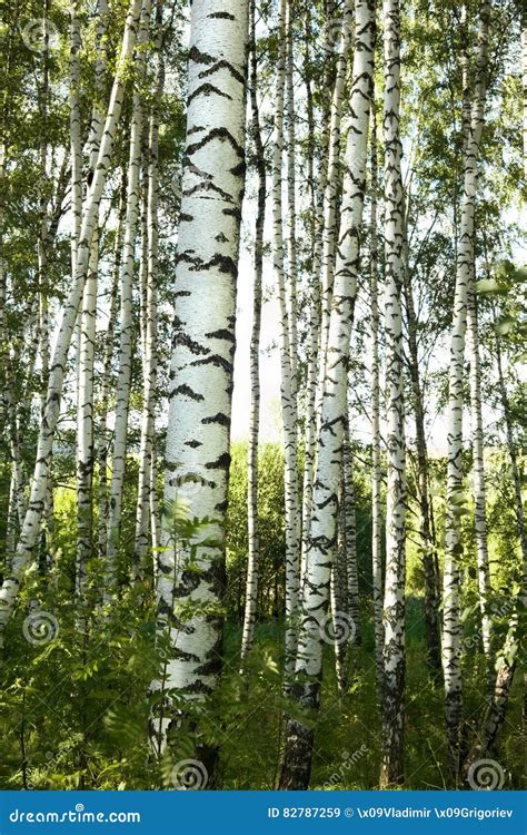 Summer In Sunny Birch Forest Stock Image Image Of Abstract Harmony