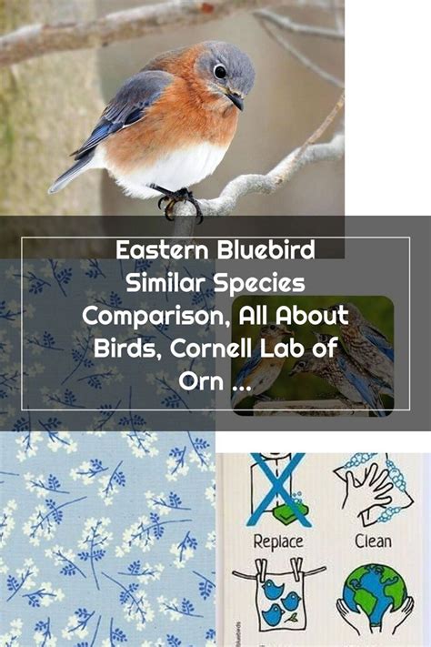 Eastern Bluebird Similar Species Comparison All About Birds Cornell