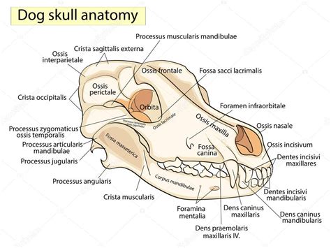 Anatomia De Perro