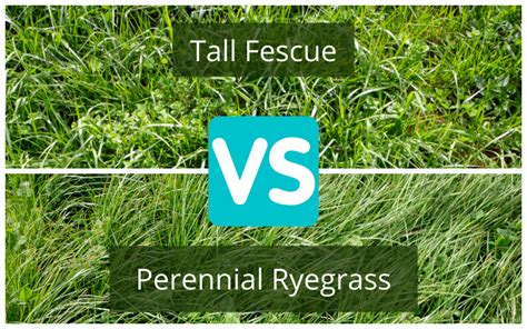 Tall Fescue Vs Fine Fescue Which Is The Better Turf Grass 59 Off