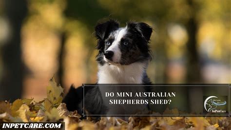 Do Mini Australian Shepherds Shed A Complete Guide