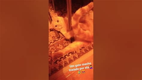 my cat from hell🤣😔😻 youtube