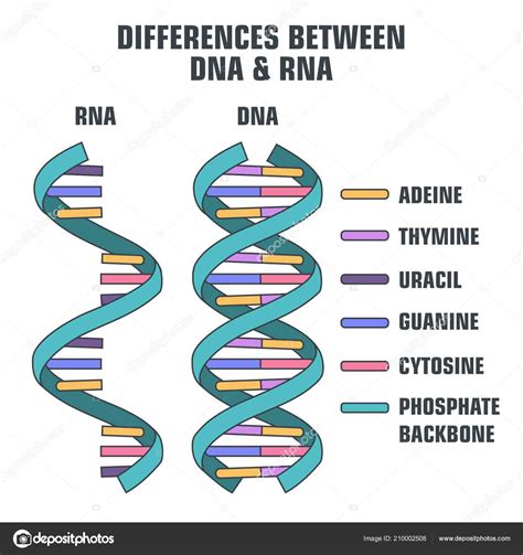 Diferencias Entre La Molecula De Adn Y Arn Esta Diferencia