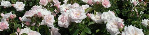 Container Roses Peter Beales Roses The World Leaders In Shrub