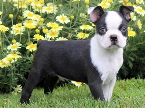 Our goal is to continue the integrity of the breed and provide healthy puppies to. Boston Terrier Puppies For Sale | Austin, TX #251278