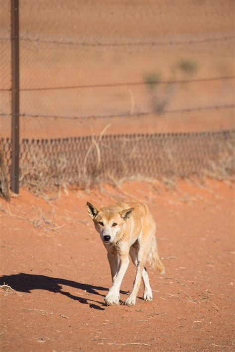 The Dingo Fence From Space Satellite Images Show How These Top