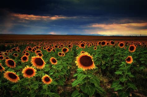 Sunflower Storms Photograph By John De Bord Fine Art America