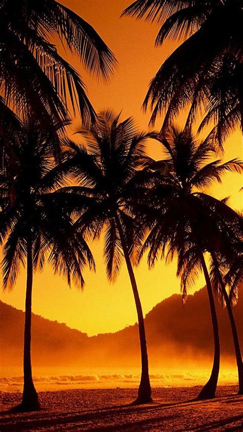 Glowing Tropical Sunset Iphone Wallpaper Iphone Wallpapers Backgrou
