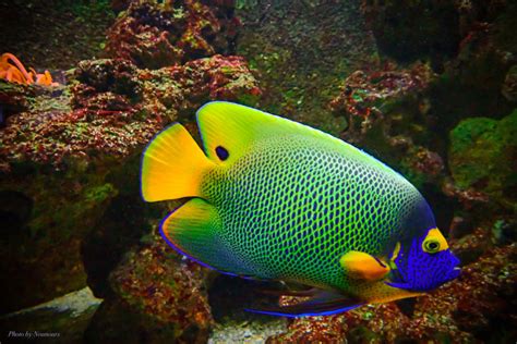 Blueface Angelfish Gogimogi