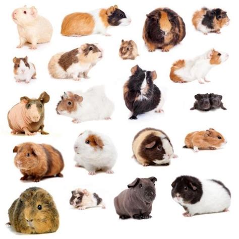 Guinea Pig Breeds Hair Types And Colors