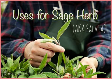 Uses For Sage Herb Aka The Salvia Plant