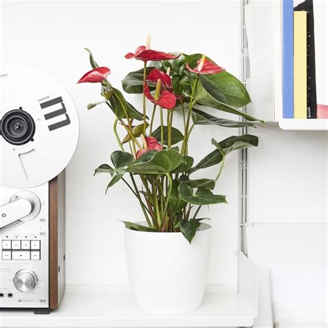 Easy Care Flowering Houseplants To Celebrate Spring