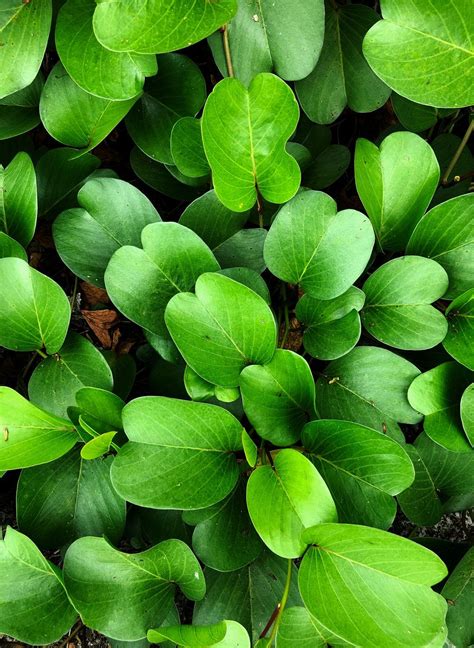 Backyard Medicine Medicinal Plants Found In Nagaland Green Living