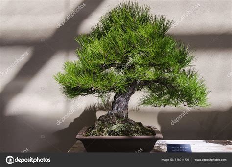 Landscape View Japanese Red Pine Bonsai Pinus Densiflora Table Indoor Stock Photo By Sergio H