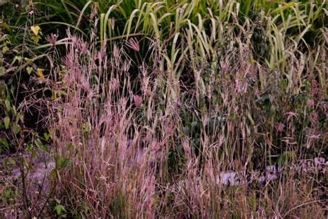 Purple Lalang Grass Stock Photo Image Of Background 98642948