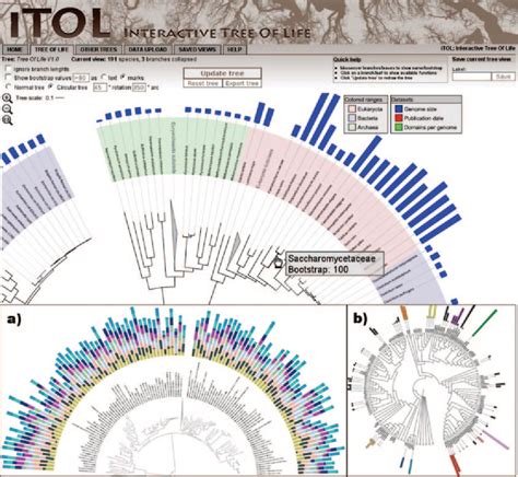 Pdf Interactive Tree Of Life Itol An Online Tool For Phylogenetic