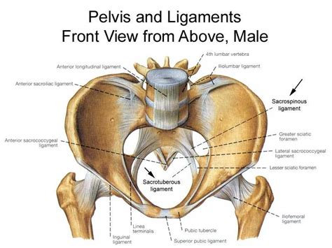Bones And Ligaments Of The Male Pelvis