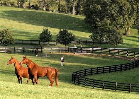 Lexington Kentucky Horse Farm Horses Kentucky Horse Farms