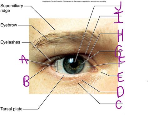 Anatomy Of The Eye Flashcards Quizlet