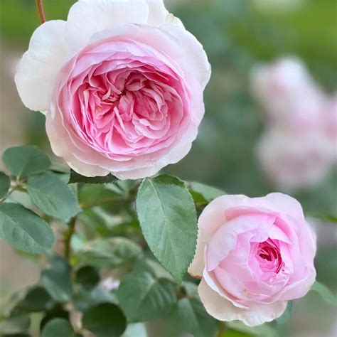 Olivia Rose Austin™ Ausmixture Grace Rose Farm Rose Bushes