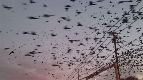 Thousands Of Birds Invade Gas Station In Houston And The Sky Of Dallas