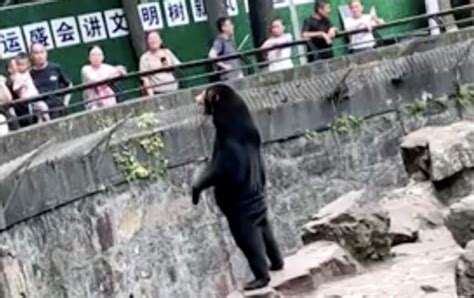A Zoo In China Insists This Is A Bear Not A Man In A Bear Suit Early