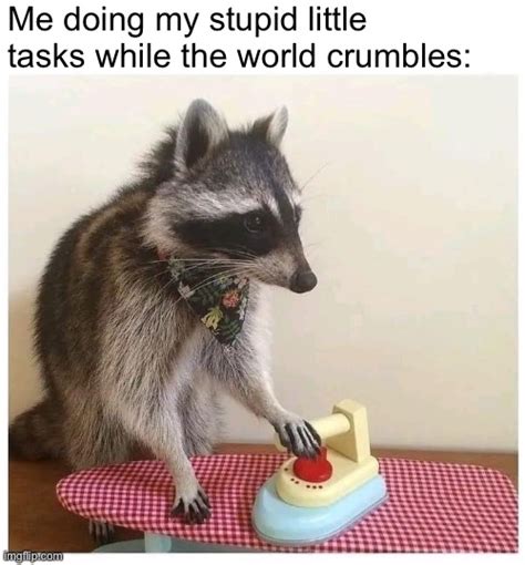 Raccoon Ironing Board Memes Imgflip