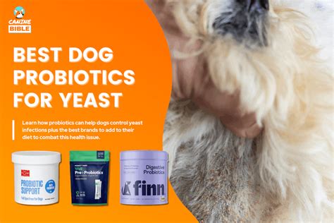 Best Dog Probiotics For Yeast Infection — 2024 Vet Picks Canine Bible