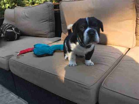 Puppy With Big Head And Short Legs Finds The Perfect Home The Dodo