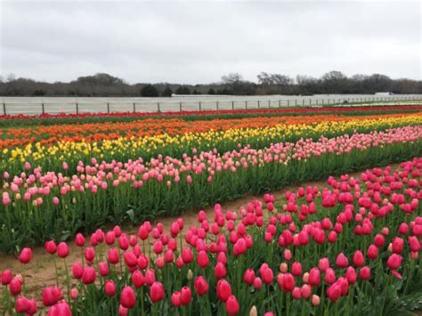 Pick Your Own Tulips This Spring At Sweet Berry Farm In Texas