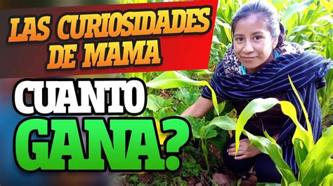 Las Curiosidades De Mama Cuanto Ganan En Youtube 2021 Cuanto Paga