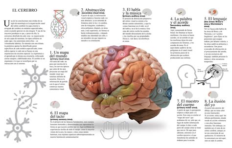 Mapa Mental De Cerebro Y Lenguaje Images And Photos Finder
