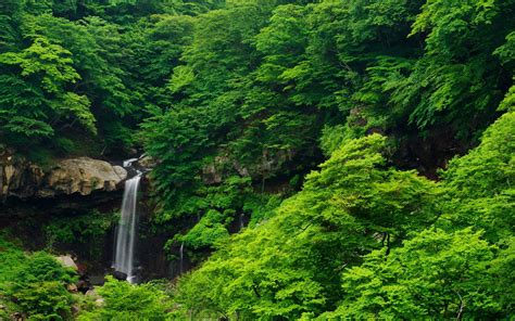 Waterfall Nature Forest Trees Landscape Green Wallpapers Hd
