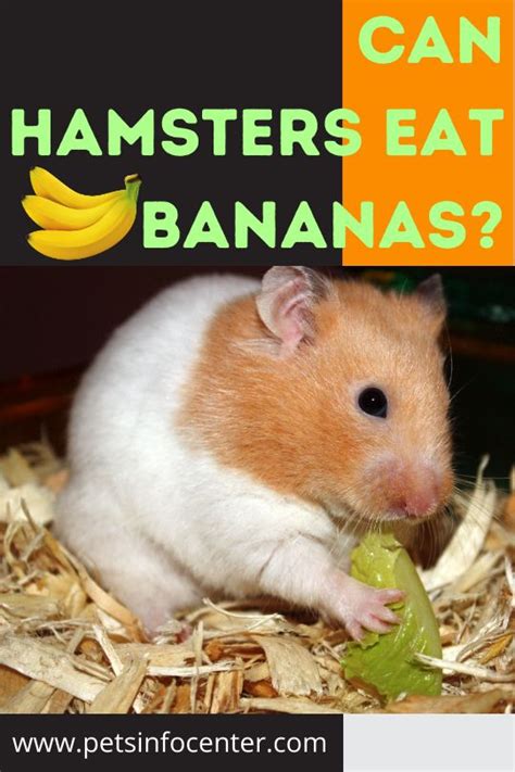 Can Hamsters Eat Bananas Pets Info Center