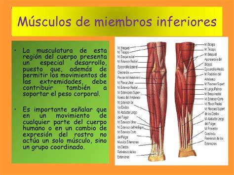 Estructura Muscular De Miembros Inferiores