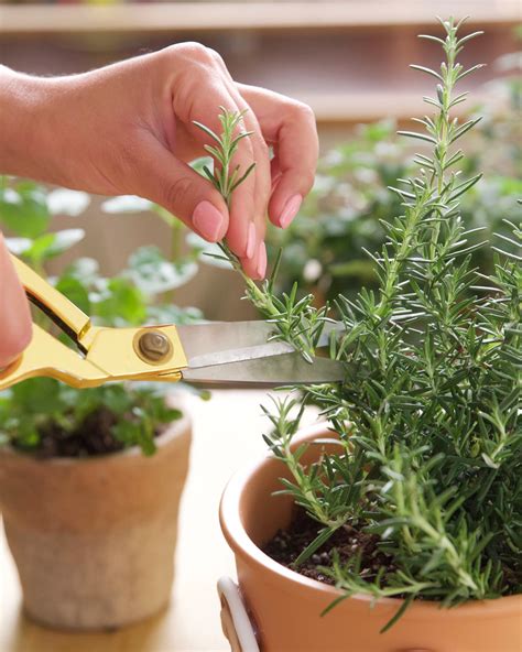 How To Grow Herbs Indoors Apartment Therapy
