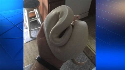 Python On The Loose In Duquesne After Getting Away From Owner
