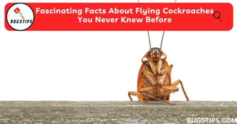 Fascinating Facts About Flying Cockroaches You Never Knew Before Bugstips