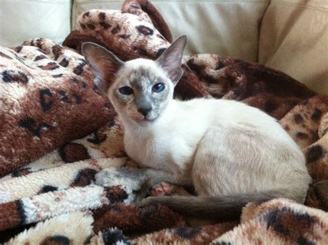 Blue Tortie Point Siamese Girl For Sale Bedford Bedfordshire