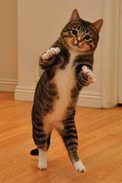фото смешных танцующих котов Коты которые танцуют Картинки