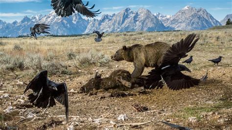 Photographer Charlie Hamilton James On Yellowstone