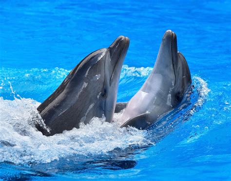 Download Bottlenose Dolphin Animal Dolphin 4k Ultra Hd Wallpaper